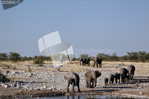 Image of Elephants