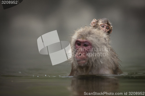 Image of Japanese macaques 