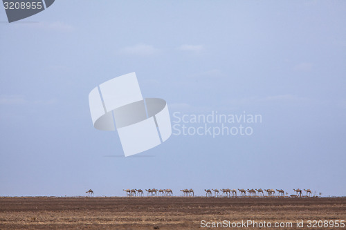 Image of Camel train