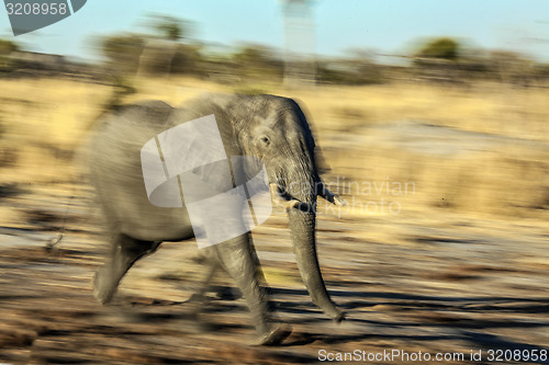 Image of Running elephant