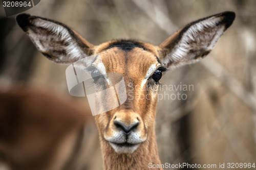 Image of Impala