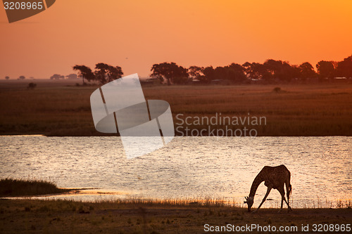 Image of Drinking Giraffe