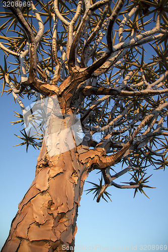 Image of Quivertree