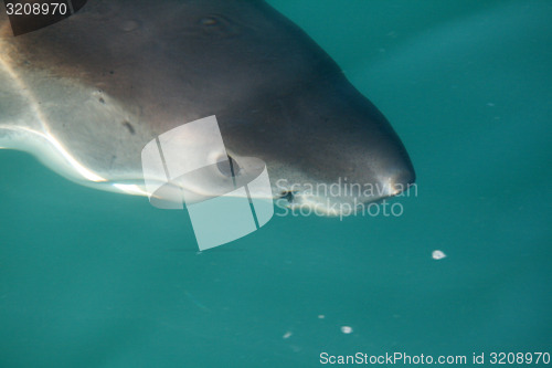 Image of Great White Shark