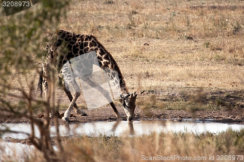 Image of Giraffe drinking