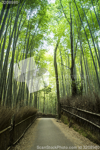 Image of Bamboo Grove