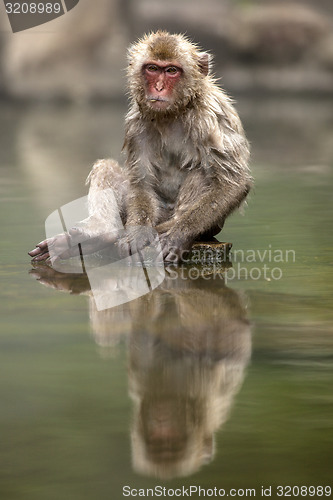 Image of Japanese macaque 