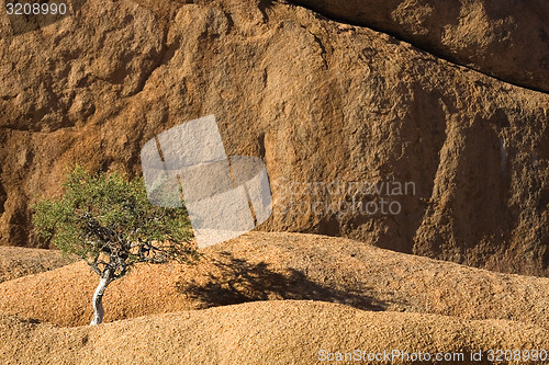 Image of Impossible tree