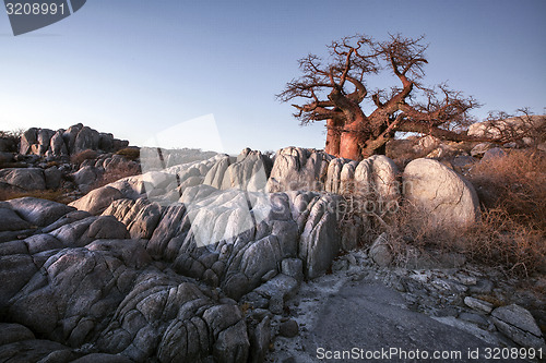 Image of Large Baobabtree