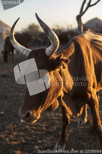 Image of Cow