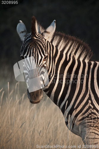 Image of Zebra