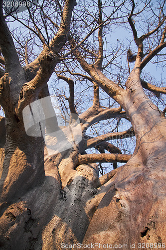 Image of Baobab tree