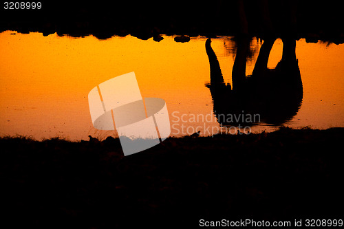 Image of Elephant reflection