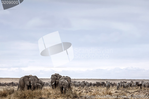 Image of Elephants