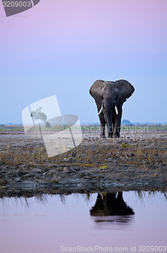 Image of lone bull