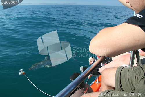Image of Shark spotting