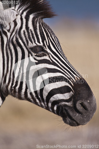 Image of Zebra