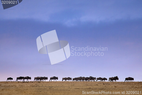 Image of Wildebeest in a line