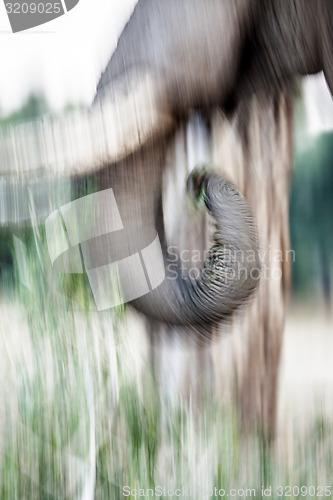 Image of Elephant trunk