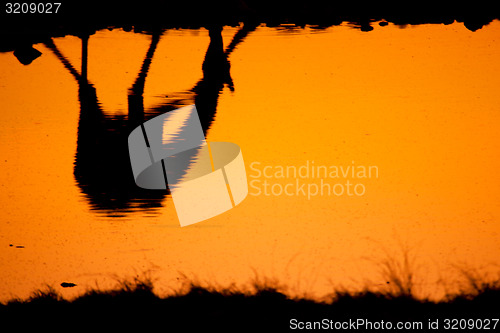 Image of Giraffe reflection