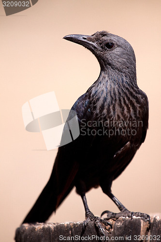 Image of Starling