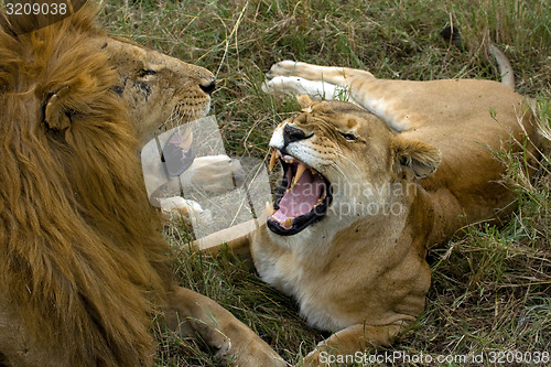 Image of Lion Fight