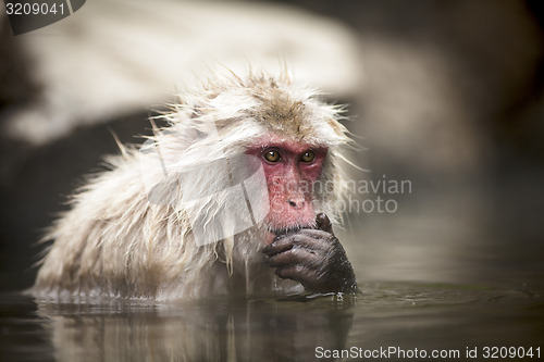 Image of Macaque in Japan