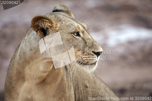 Image of Lioness