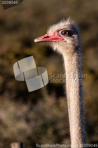 Image of Ostrich