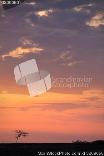 Image of Lone tree at sunset