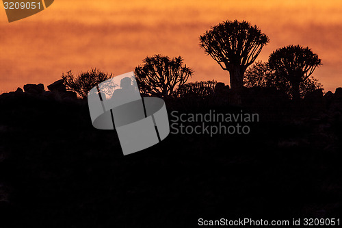 Image of Quivertree forest