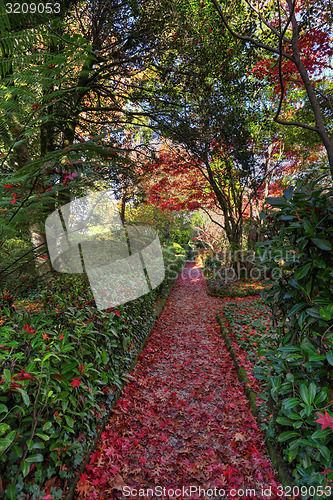 Image of Nature\'s red carpet.  Pathway in Autumn