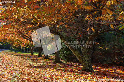 Image of Autumn colours in the trees