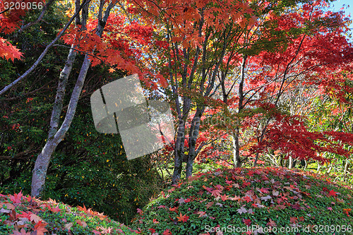 Image of Under a canopy of red in Autumn