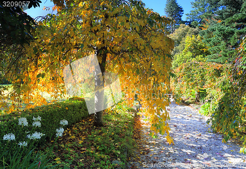 Image of Weeping golden yellow foliage in Autumn