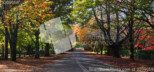 Image of Mt Wilson Autumn Colours