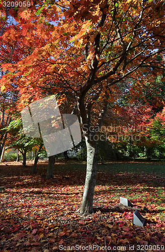 Image of Autumn Tree