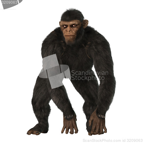 Image of Chimpanzee