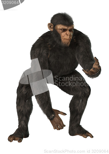 Image of Chimpanzee