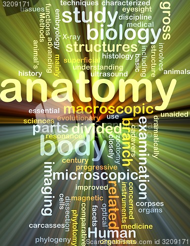 Image of anatomy wordcloud concept illustration glowing