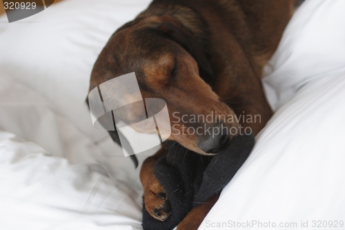 Image of Dog resting