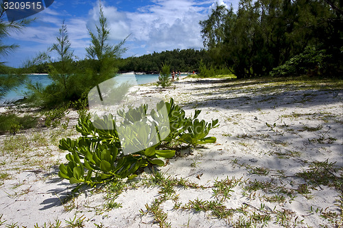 Image of  bush in ile du cerfs mauritius