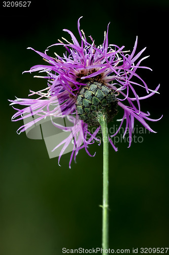 Image of centaurea scabiosa jacea composite violet flower