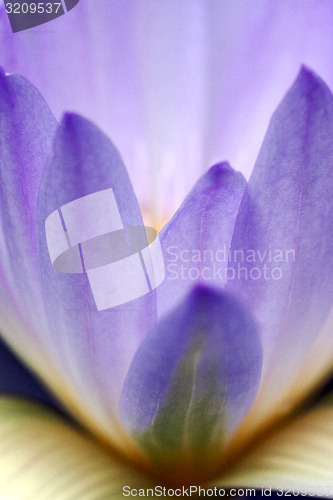 Image of  flowering in the  garden  of pamplemousses