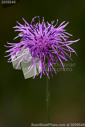 Image of centaurea scabiosa jacea composite 