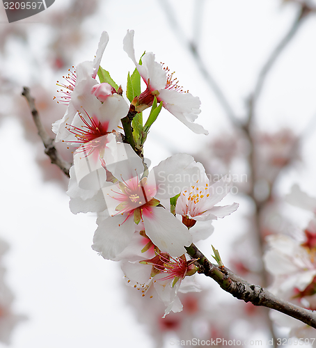 Image of Cherry Blossom