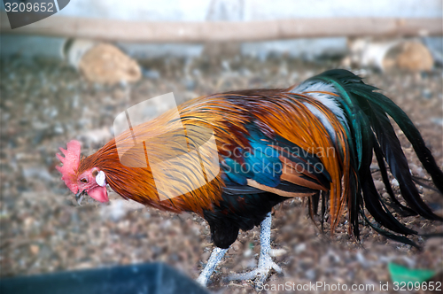 Image of Decorative rooster,