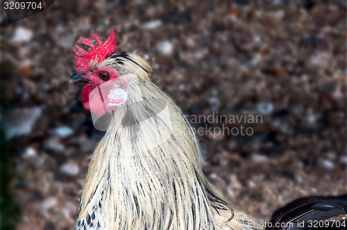 Image of Decorative rooster,