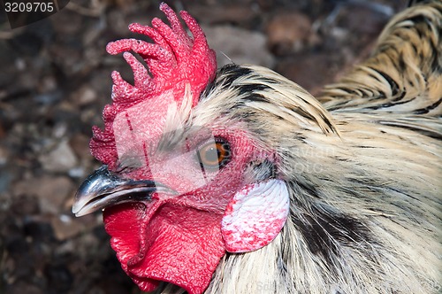 Image of Decorative rooster,
