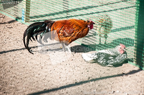 Image of Decorative rooster,